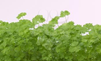 fresh green parsley as background texture