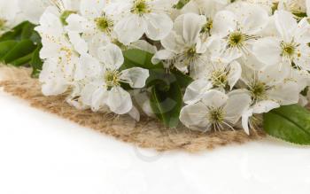 cherry blossom isolated on white background