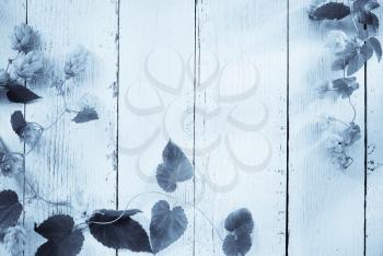 hop cones on wooden background