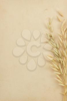 oat ears and parchment  background