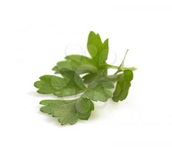 fresh parsley isolated on white background