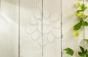 hop cones on wooden background