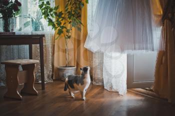 The cat looks at a dress.