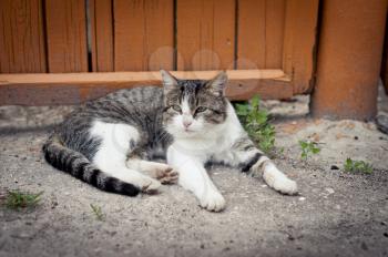 Cat at a fence. The gray-white cat basked in the sun.
