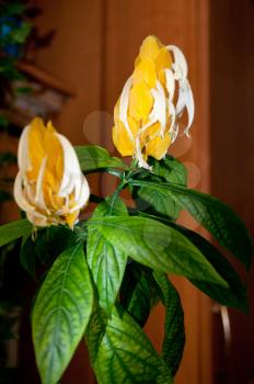 Interesting flower. Yellow with green leaves.
