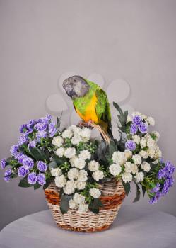 Parrot and flowers. 
The beautiful parrot sits on a basket with flowers.
