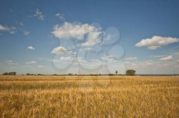 Summer landscape overlooking a field with a rye.