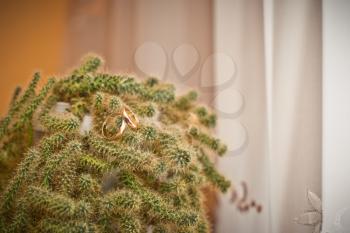Wedding rings on a cactus.