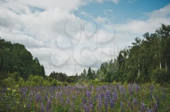 Field of lupine near the forest.