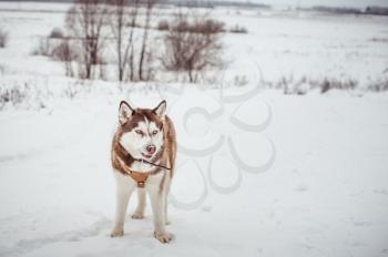 Dog of breed on the husky on winter walk.