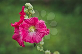 Hibiscus flower in the summer garden.