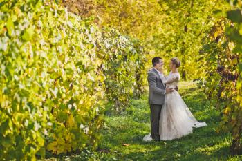 Charming bride walking among the manicured vines of grapes.