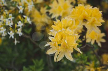 Rhododendron Japanese yellow deciduous flowers.