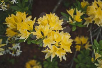 Beautiful flowers of Japanese rhododendron yellow.