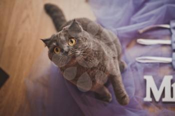 British yellow-eyed cat plays with wedding accessories.