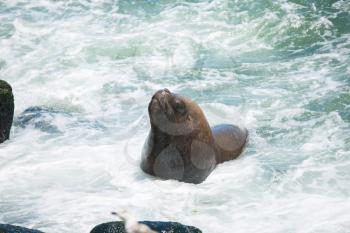 South American fur seals on the coast of Chile
