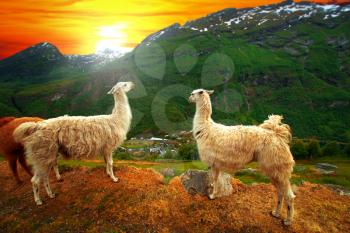 llamas in the mountains. scenic spots in nature.