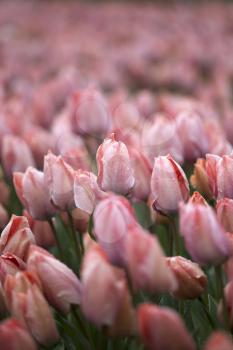 Beautiful bouquet of pink Tulips in Spring Flora Natural Concept field