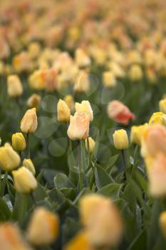 Beautiful bouquet of pink Tulips in Spring Flora Natural Concept field