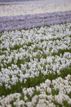 Hyacinth. Beautiful colorful pink, white, yellow and blue hyacinth flowers in spring garden, vibrant floral background, flower fields in Netherlands.