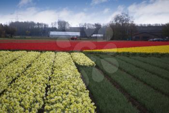 pink, red and orange tulip field in North Holland during spring