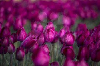 Purple tulips in Skagit Valley