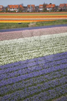 pink, red and orange tulip field in North Holland during spring