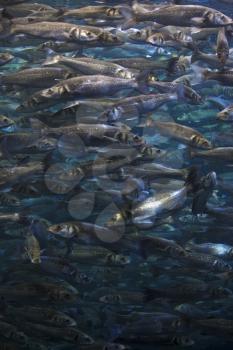 Fish school shoal in blue ocean underwater (Barracudas)

