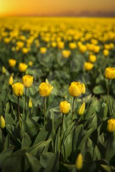 Rows of yellow tulips in Dutch countryside