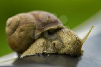 Small snail with dark body gliding on wood a rainy day