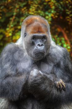 gorilla sitting on a rock and watching the sunset