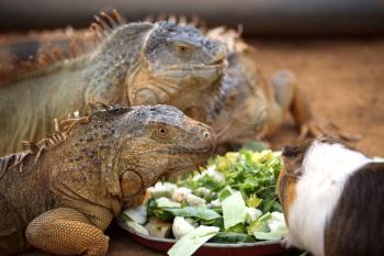 Three lizard eat the leaves of the plates and they came to eat the guinea pig