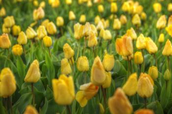 yellow tulips bloom in spring field in Holland