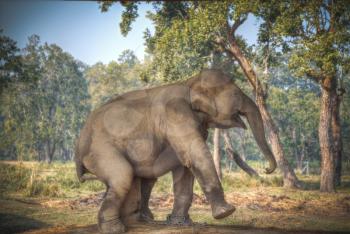 elephants in Chitwan. In the jungles of Nepal