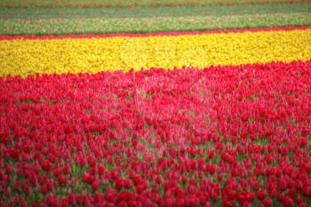 field with red tulips in the netherlands