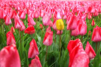 yellow-red field of tulips growing in the spring