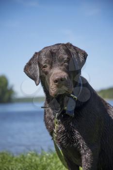 chocolate labrador wet on nature near the river and forest