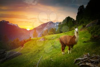 llamas in the mountains. scenic spots in nature.