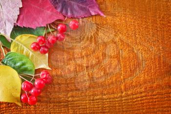 red berry and color autumn leaves on wood