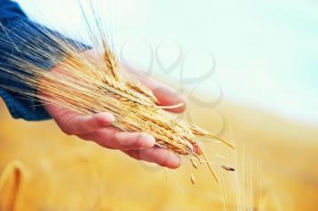 wheat field in Crimea, golden wheat in field