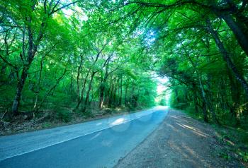 road in the summer forest, tries in forest