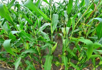 Beautiful green maize field, corn field in Ukraine