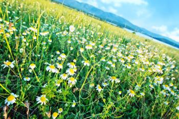 flowers in field, green field, summer field
