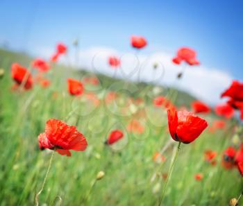 poppy field