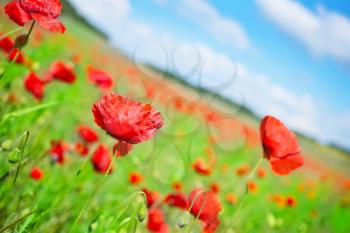 poppy field