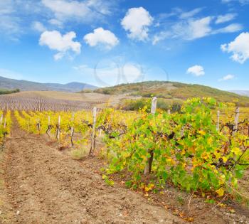 Vineyard in Crimea, mountain in Crimea