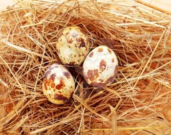 Small quail eggs