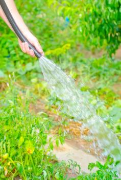 Working watering garden from hose