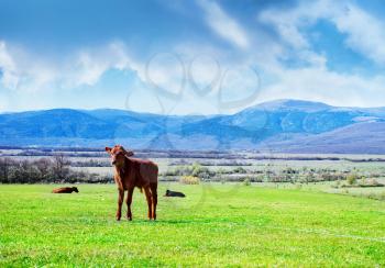 rural landscape