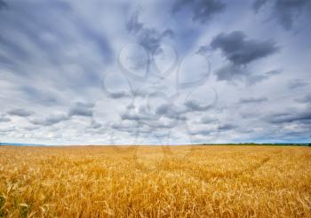 ripe wheat field and blue sky in Ukraine